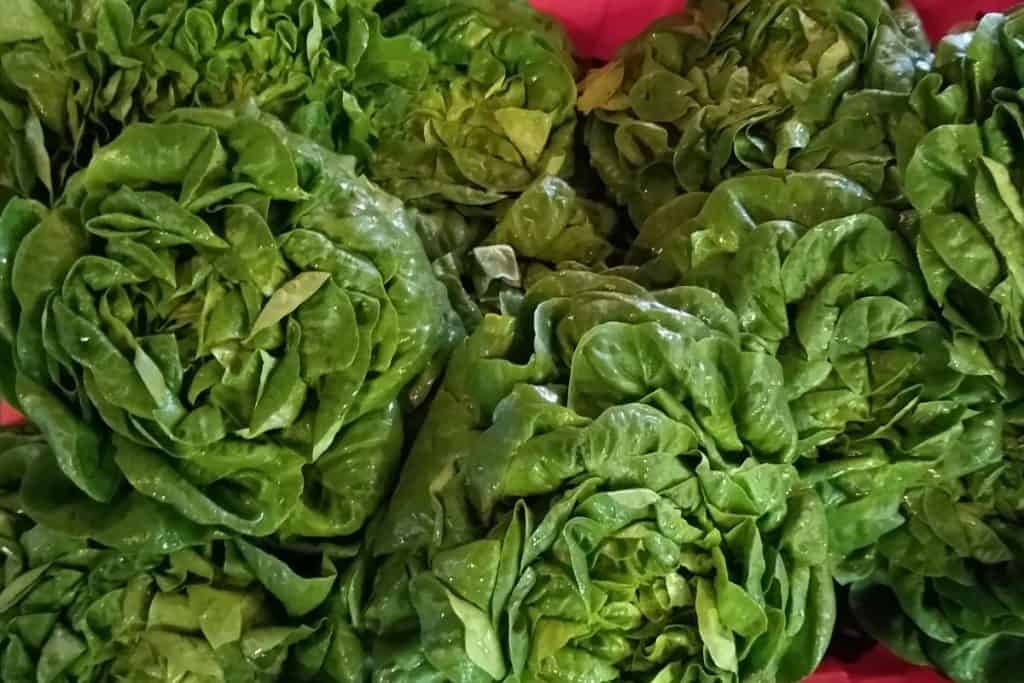 community supported agriculture organic lettuce from clark farm in carlisle, MA