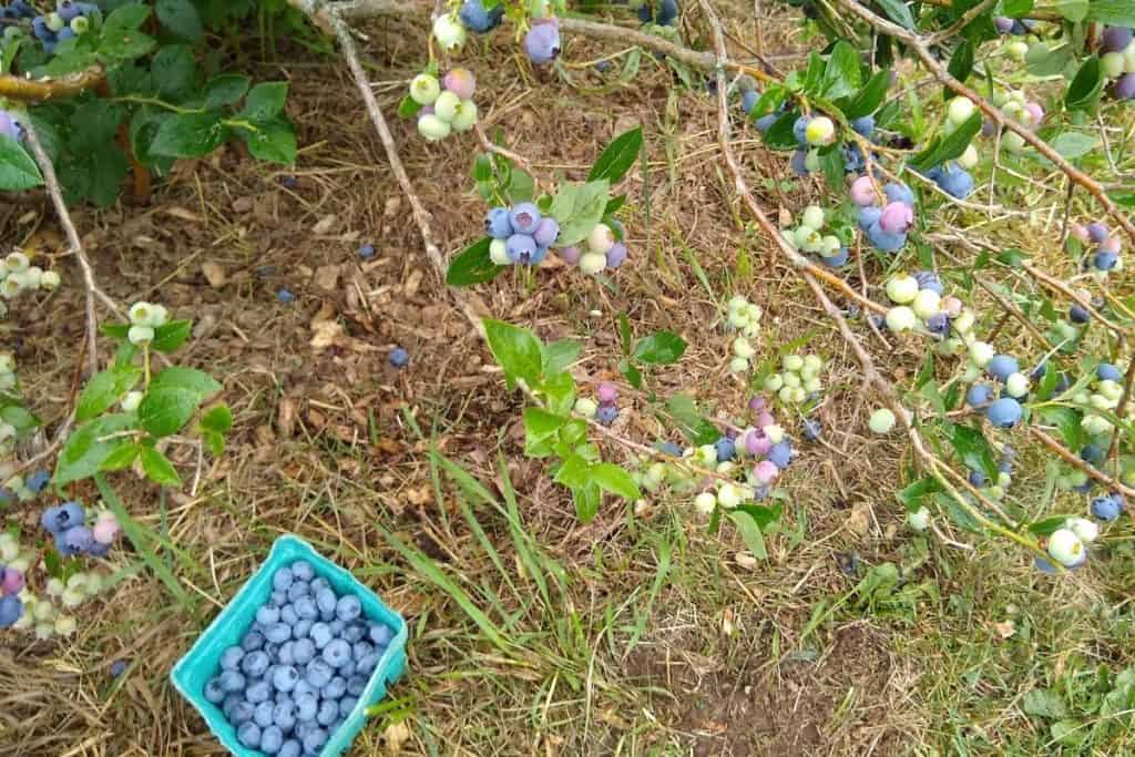 Community Supported Agriculture: a great way to support local farmers. We got to pick bluberries this week! Yay!