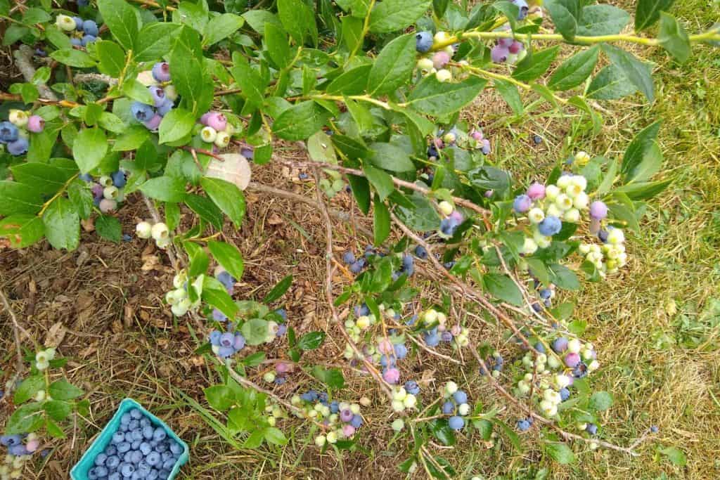Community Supported Agriculture (CSA) pick up day!! One of the pick-your-own crops: awesome blueberries.