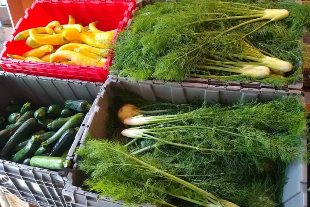 Community Supported Agriculture (CSA) pick up day!! All the veggies are on display and you take your share. Pictured here: summer squash, zucchini, fennel