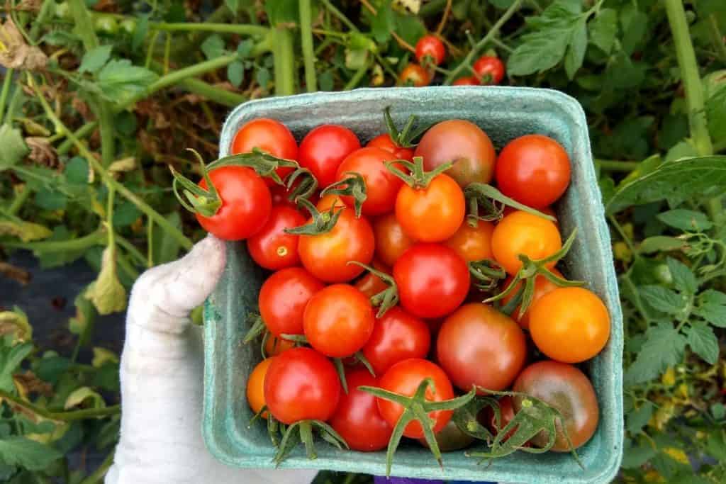 CSA Clark Farm-pick your own cherry tomatoes