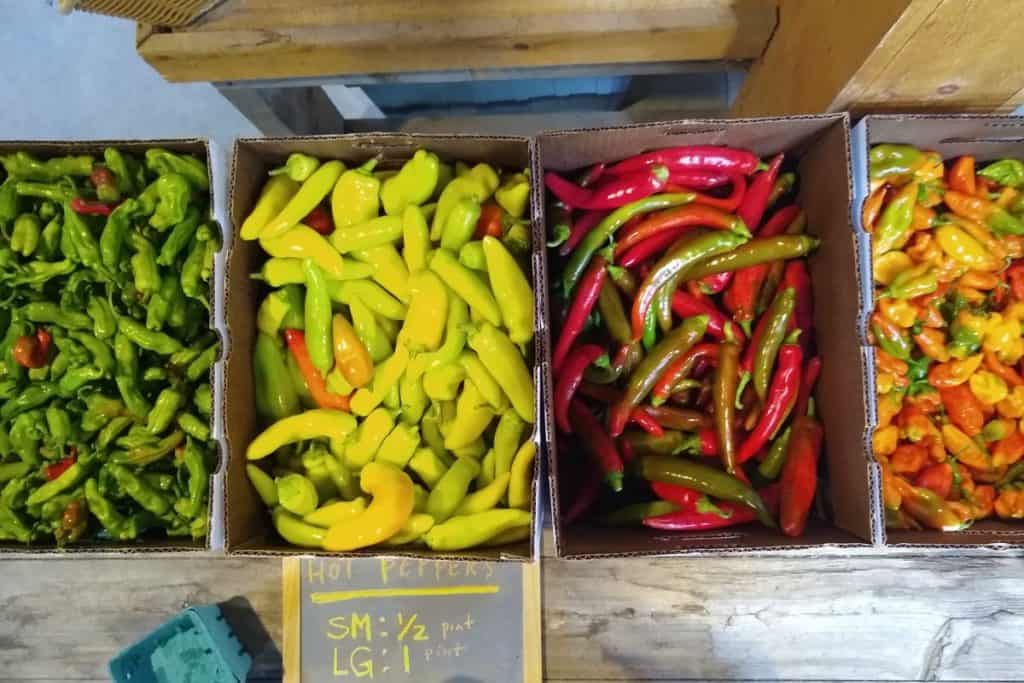 CSA Clark Farm-oh, the peppers we got this season